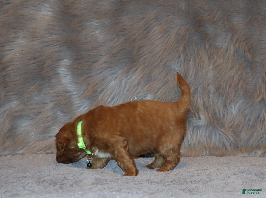 Mini Goldendoodle dogs for sale: Wyatt 💙👨‍👨‍👧‍👦💞🐕 - Ad 9