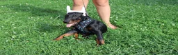 Doberman Pinscher dogs for sale: Doberman Pinscher 1 - Ad 20
