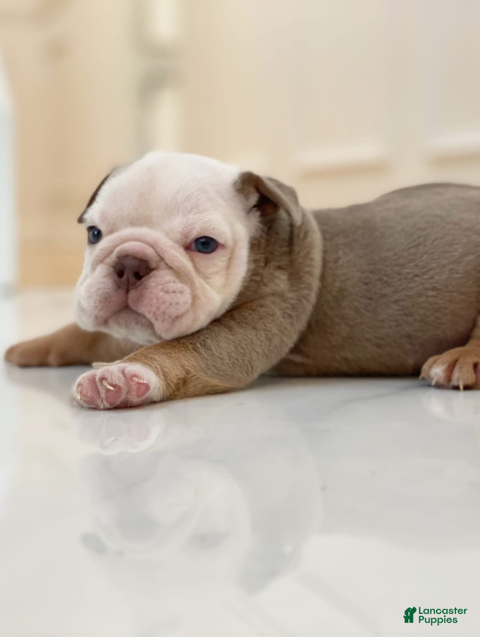 English Bulldog dogs Snow Heart - Ad 27