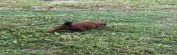 Standard Poodle dogs for sale: Rocket  - Ad 2