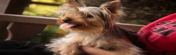 Yorkshire Terrier dogs for sale: Lucy - Ad 3