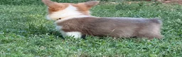 Welsh Corgi Pembroke dogs for sale: Red - Ad 14