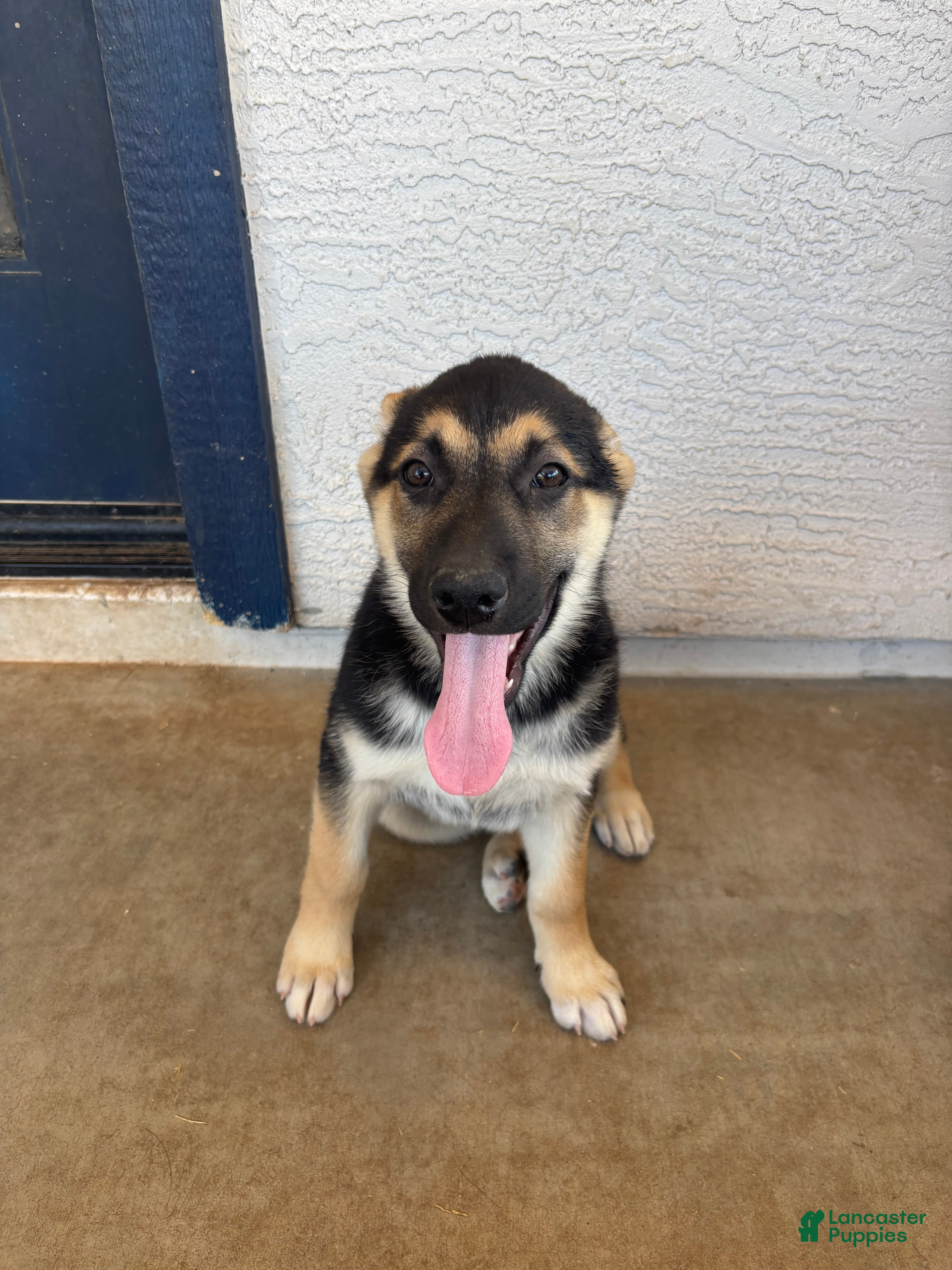 Gerberian Shepsky dogs Professor Sassy Pants - Ad 9