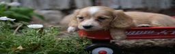 Miniature Dachshund dogs for sale: Byron - Ad 12