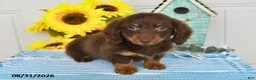 Miniature Dachshund dogs for sale: Dasher - Ad 5