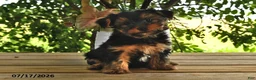 Yorkshire Terrier dogs for sale: Baxter - Ad 3