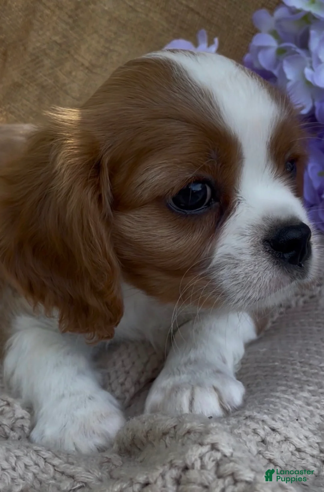 Cavalier King Charles Spaniel dogs for sale: AKC CURLY  - Ad 2