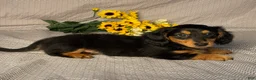 Miniature Dachshund dogs for sale: Jake  - Ad 5
