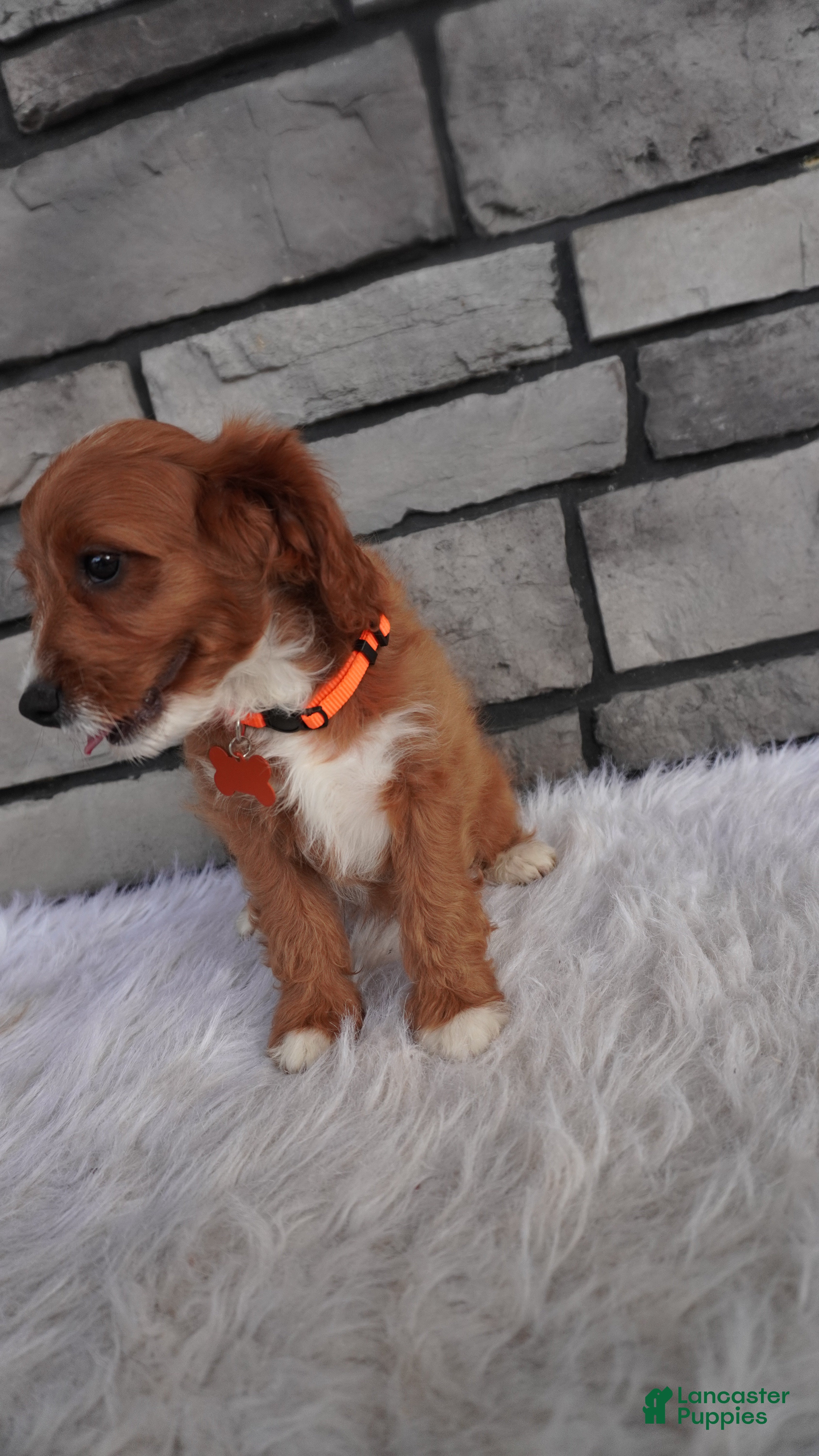 Cavapoo dogs Oscar  - Ad 1