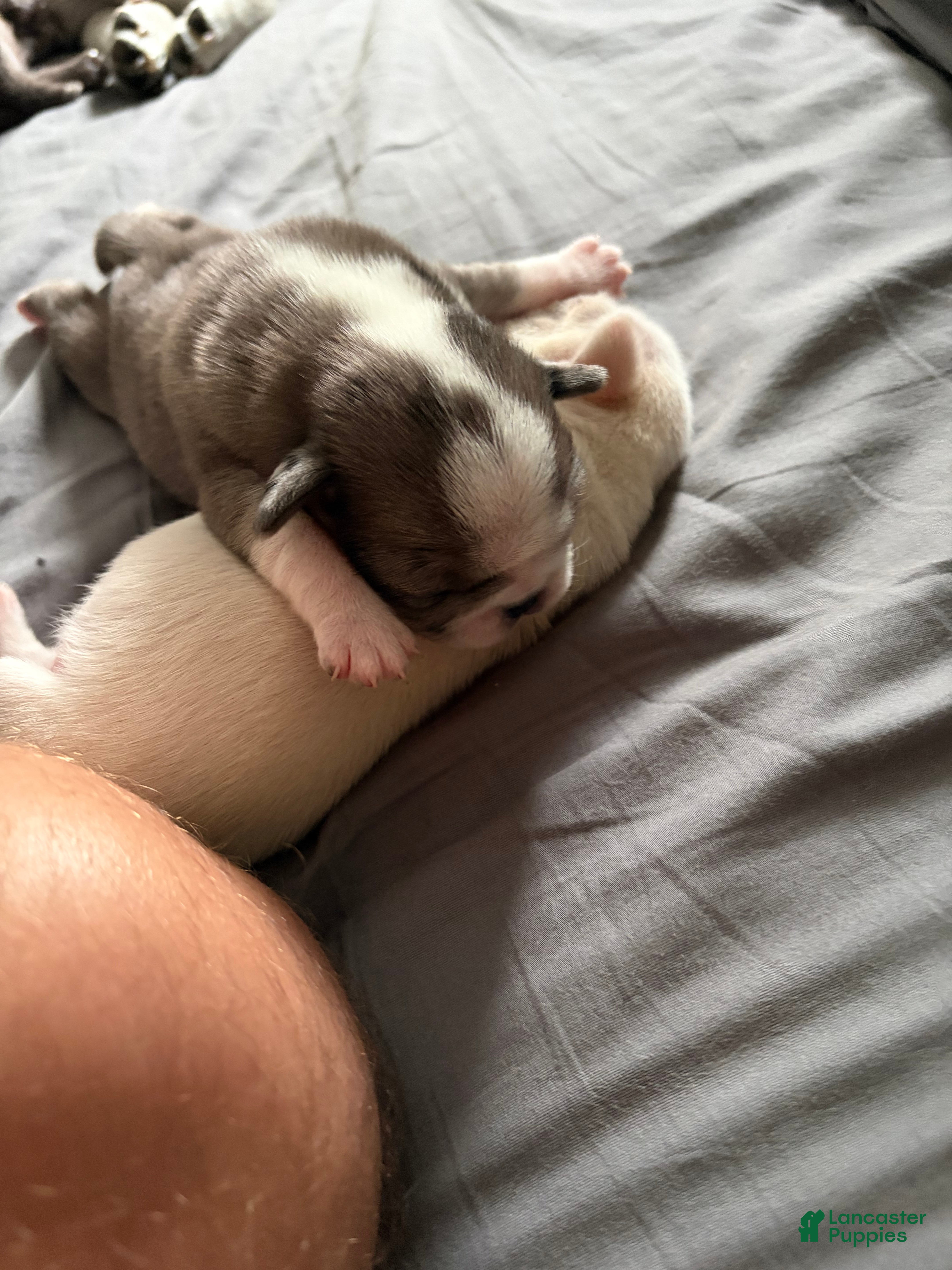 Pug dogs Whoopie pie - Ad 2