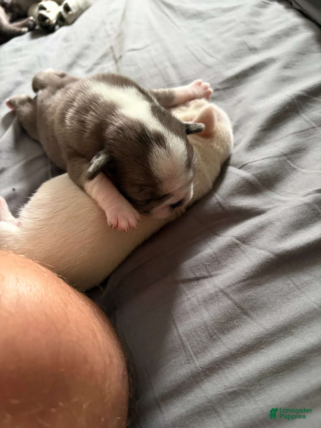 Pug dogs for sale: Whoopie pie - Ad 2
