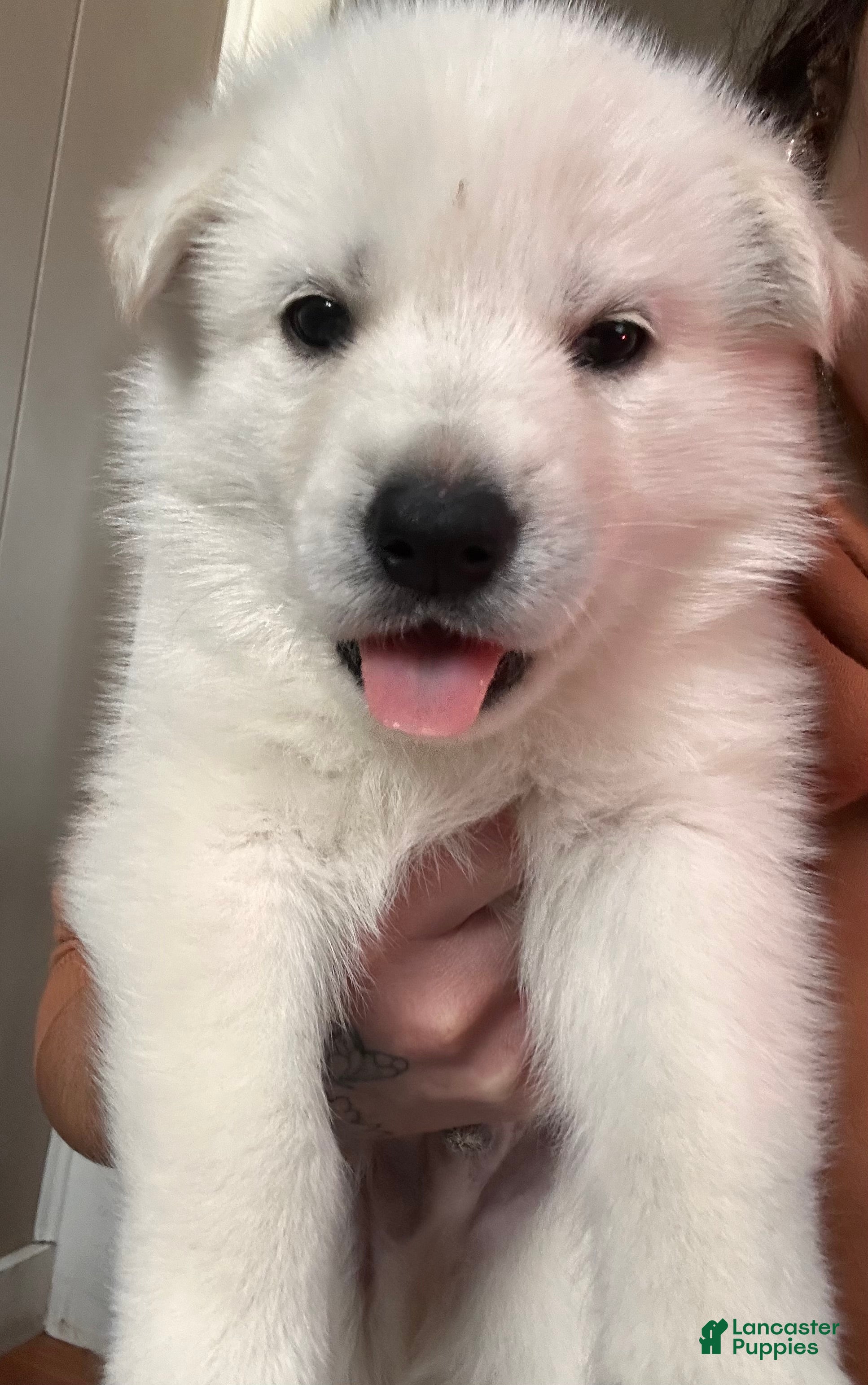 Gerberian Shepsky dogs (Blue Collar) Gerberian Shepsky Puppy 6 - Ad 22