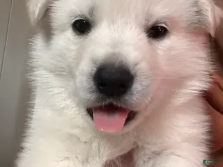 Gerberian Shepsky dogs (Blue Collar) Gerberian Shepsky Puppy 6 - Ad 25