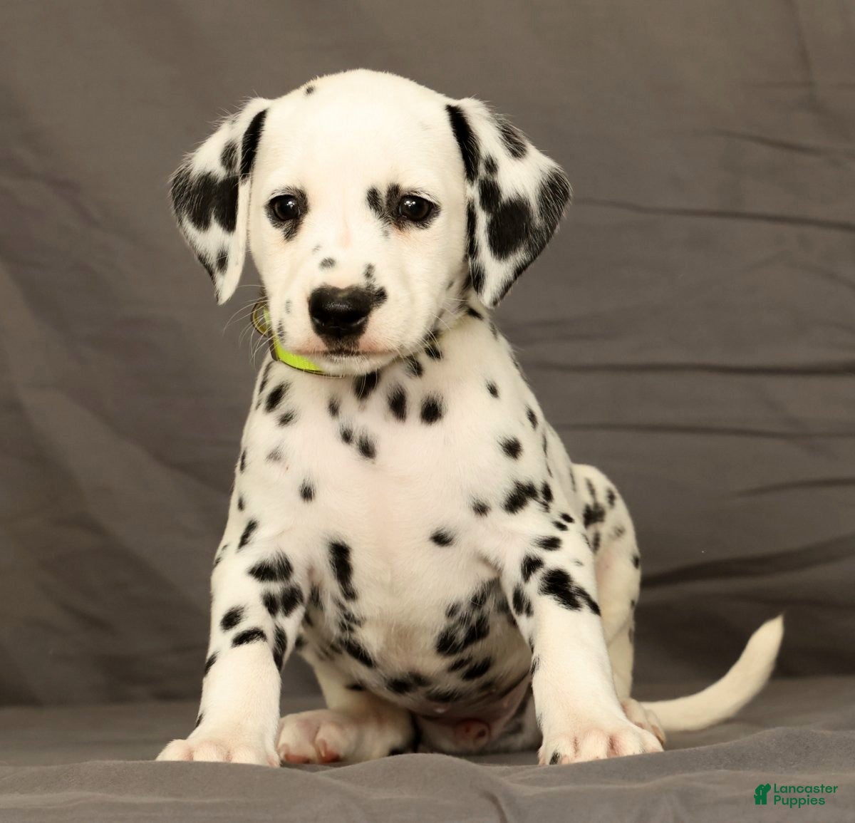 Dalmatian dogs Connie - Ad 1