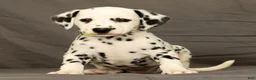 Dalmatian dogs for sale: Connie - Ad 1