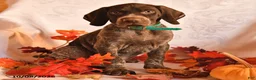 German Shorthaired Pointer dogs for sale: Able - Ad 3