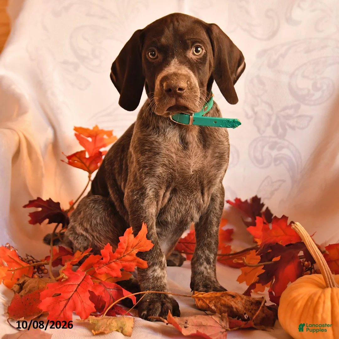German Shorthaired Pointer dogs for sale: Able - Ad 3