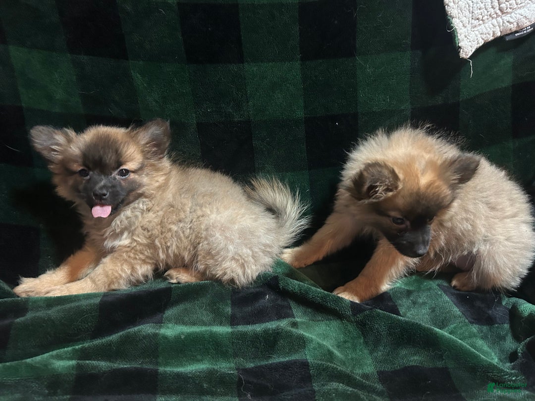 Mixed Breed dogs for sale: Sunny - Ad 3