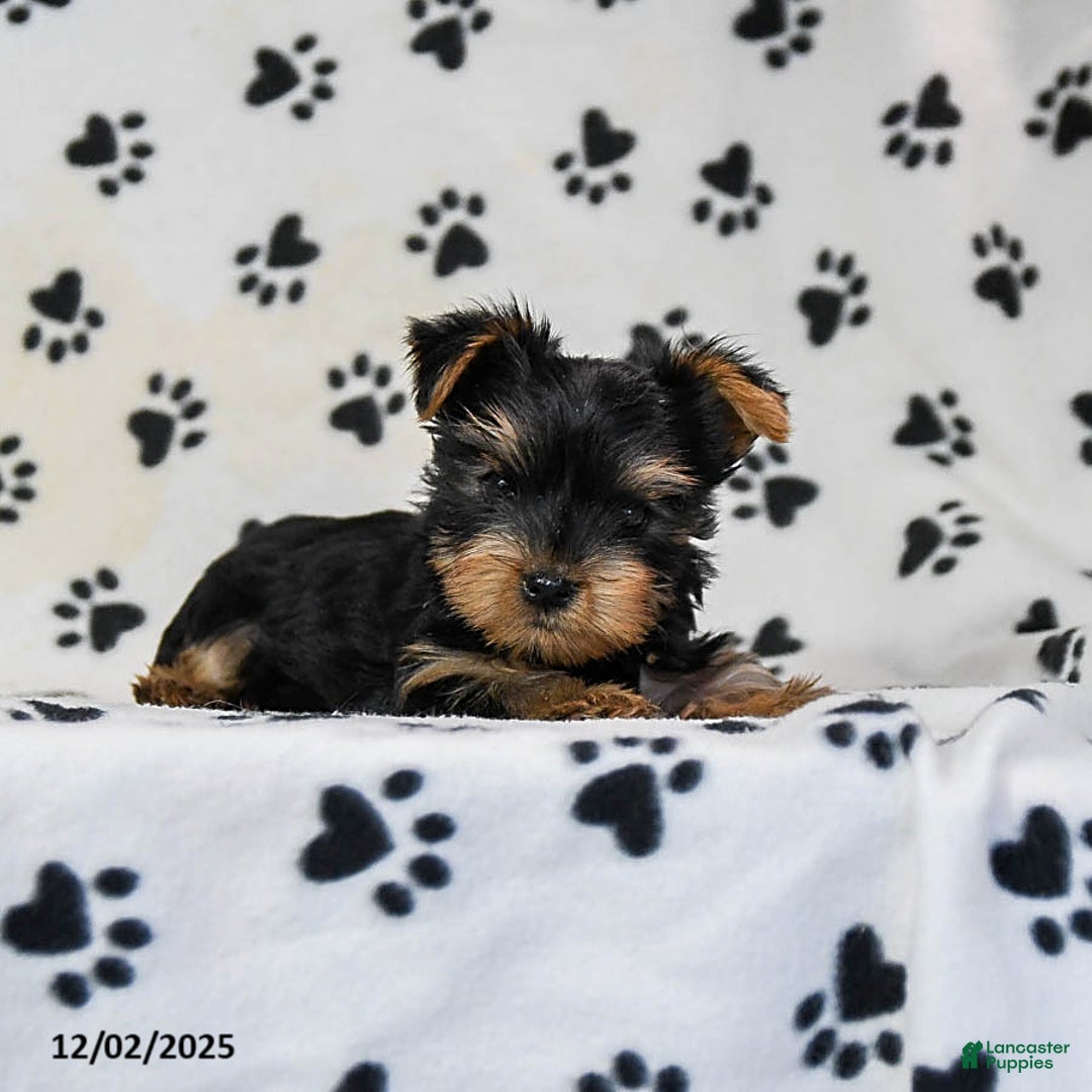 Yorkshire Terrier dogs for sale: Quincy - Ad 4