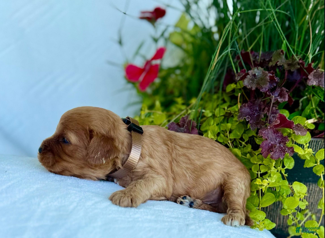 Cavapoo dogs Rusty - Ad 2