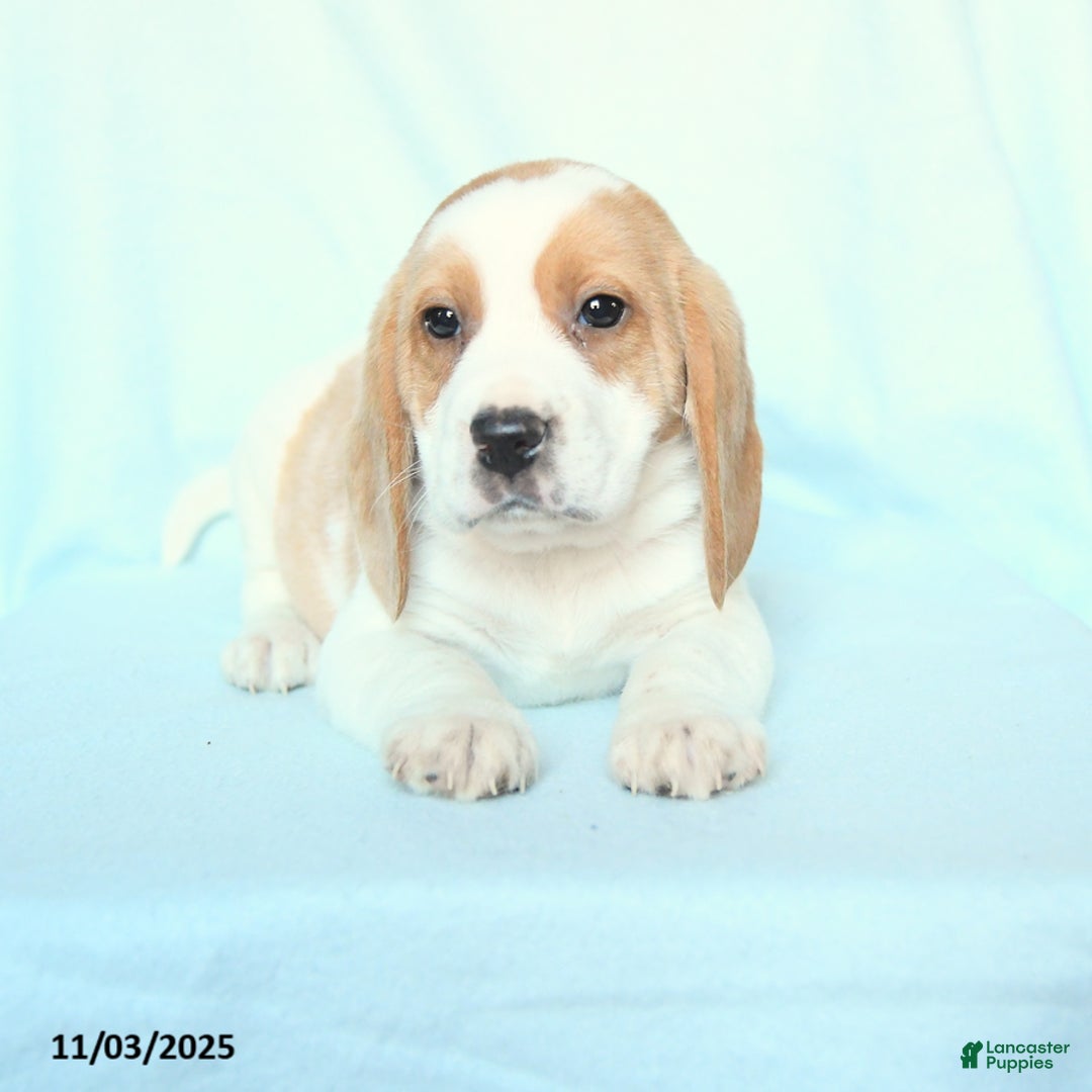 Beagle dogs for sale: Spot - Ad 3