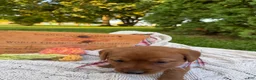 Labrador Retriever dogs for sale: Poppy - Ad 5