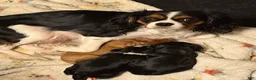 Cavalier King Charles Spaniel dogs for sale: Cavalier King Charles Spaniel 1 - Ad 5