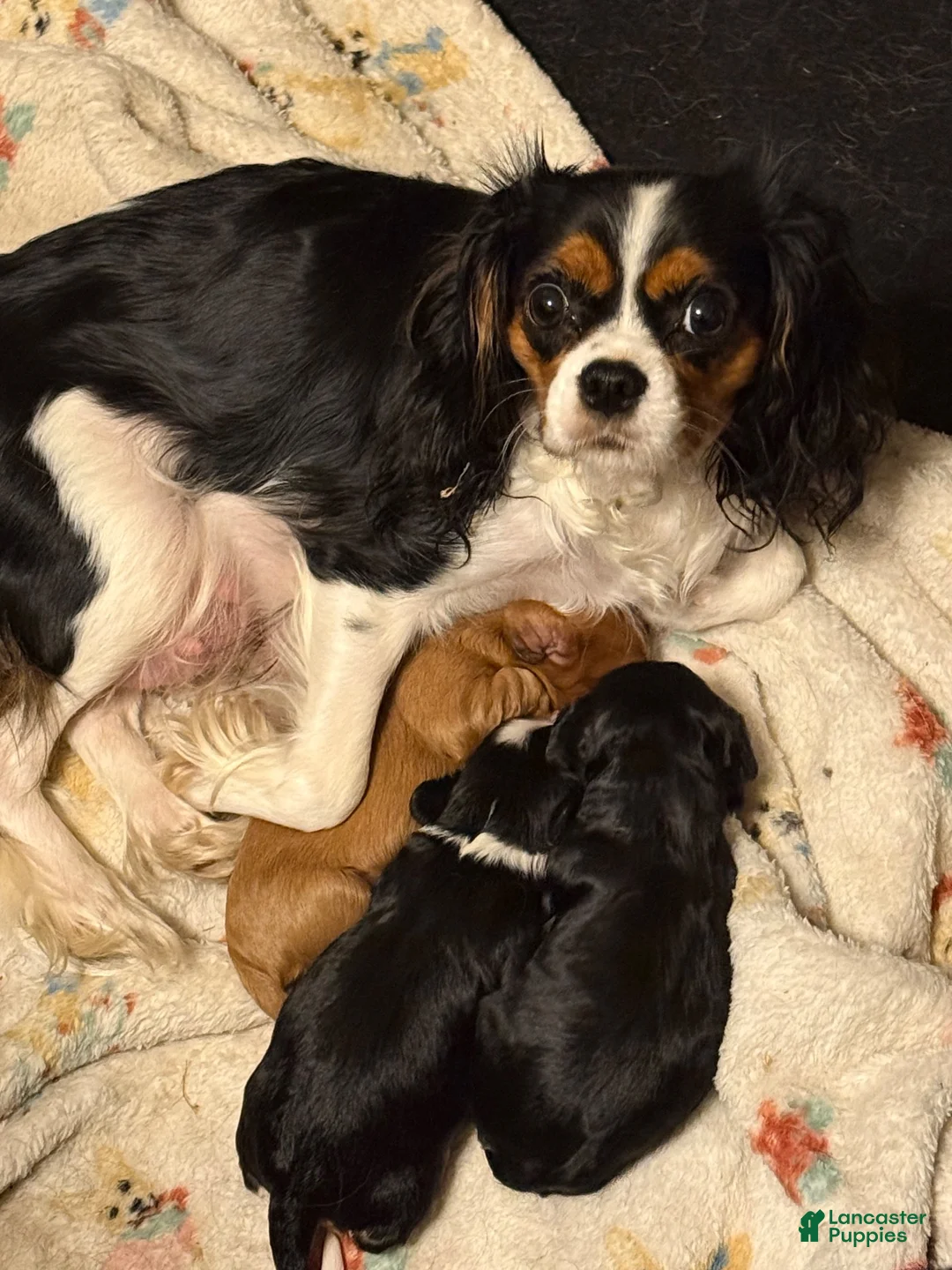 Cavalier King Charles Spaniel dogs for sale: Cavalier King Charles Spaniel 1 - Ad 5