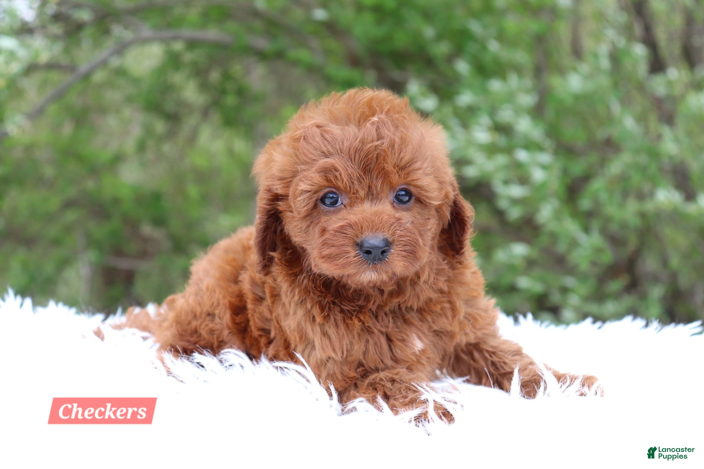 Cavapoo dogs Checkers  - Ad 1