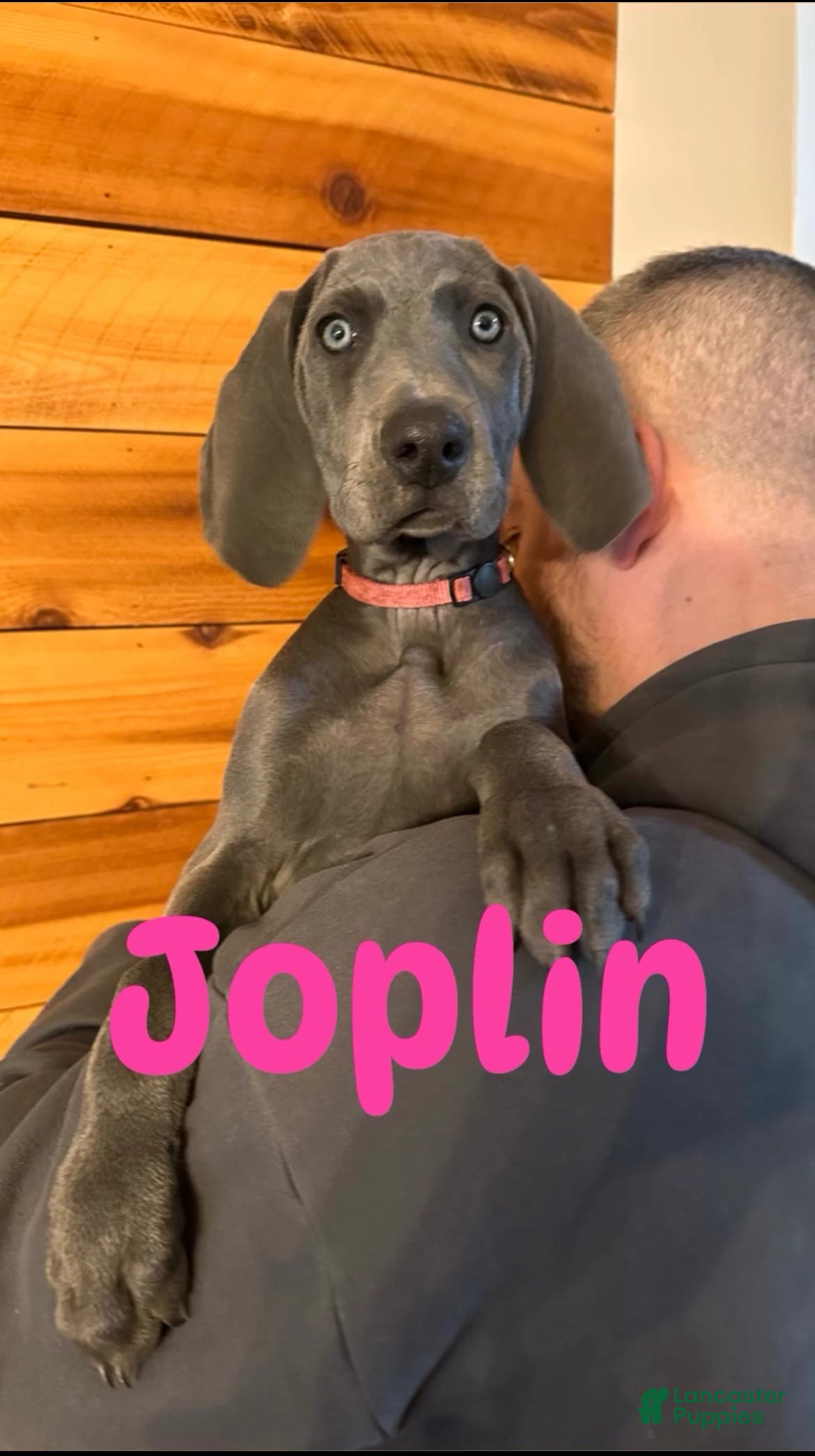Weimaraner dogs Joplin - Ad 1