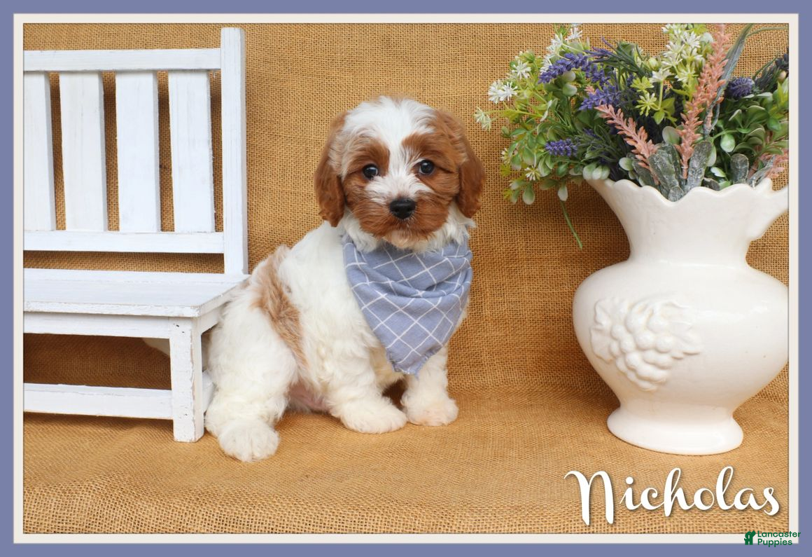 Cavapoo dogs Nicholas - Ad 1