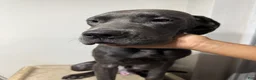 Cane Corso dogs for sale: Cane Corso 2 - Ad 2