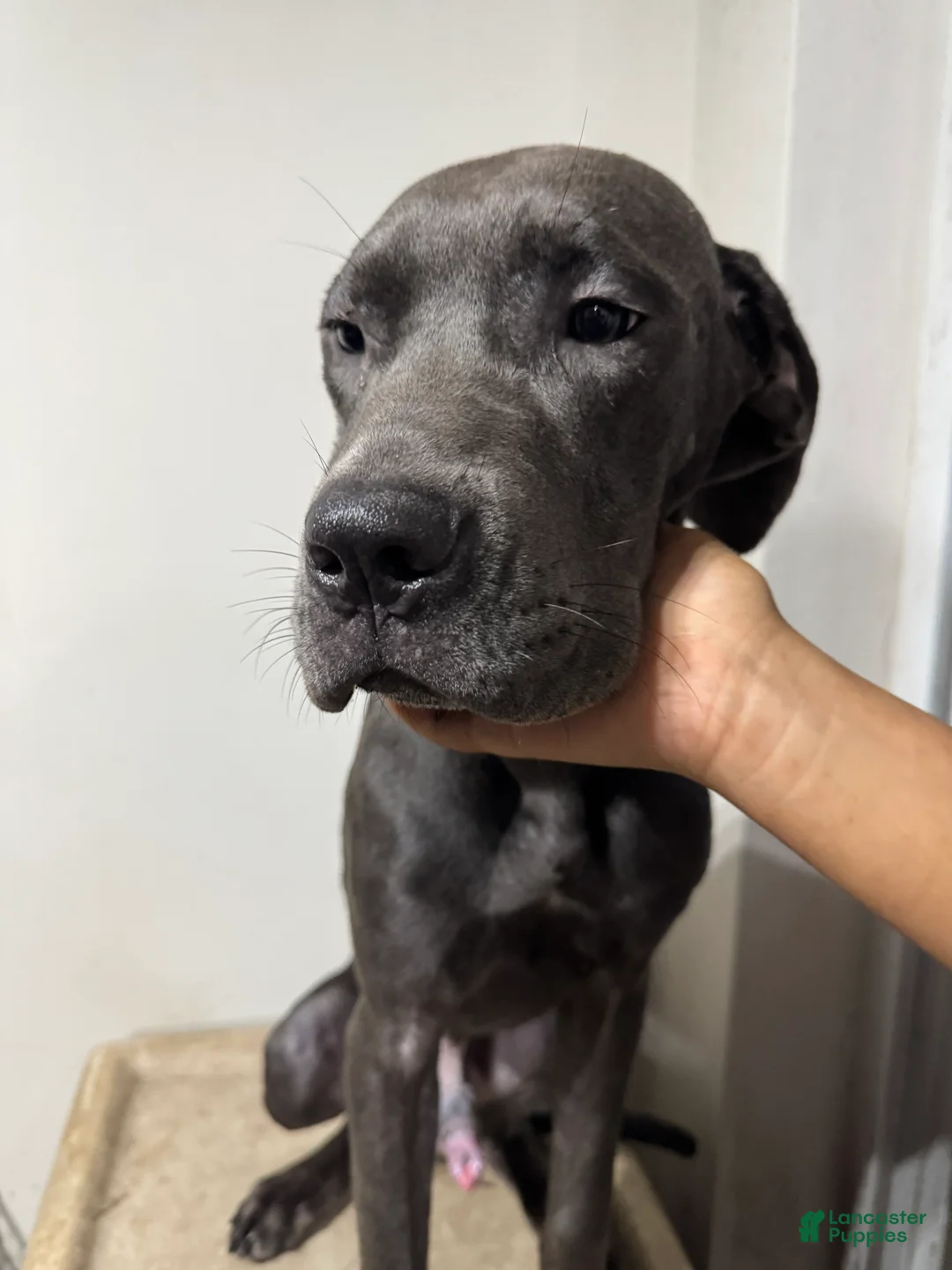 Cane Corso dogs for sale: Cane Corso 2 - Ad 2