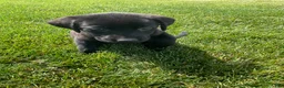 Labrador Retriever dogs for sale: Dottie - Ad 4