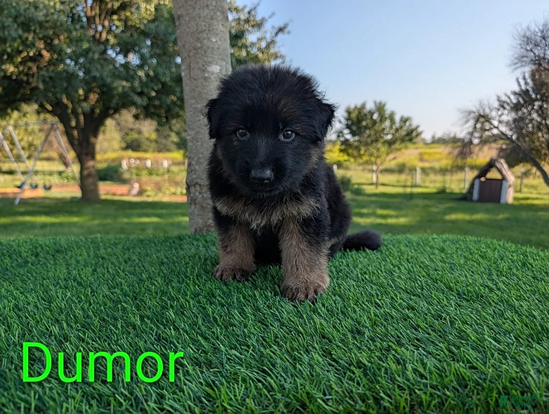 German Shepherd dogs for sale: Dumor - Ad 2