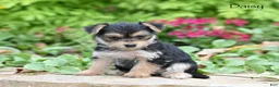 Morkie dogs for sale: Daisy - Ad 3