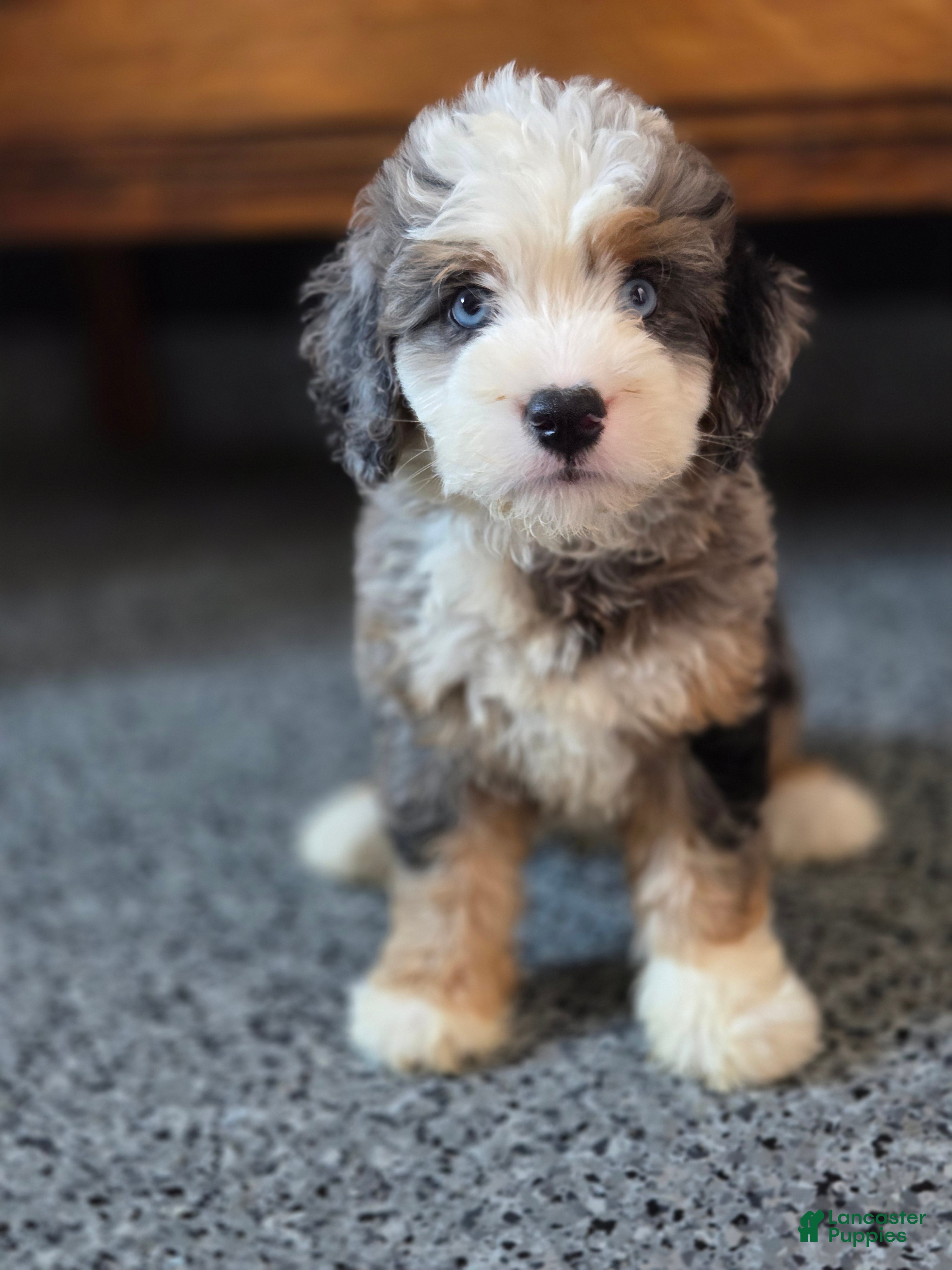 Mini Bernedoodle dogs Mingo Mini Bernedoodle  - Ad 1
