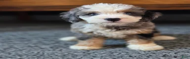 Mingo Mini Bernedoodle 