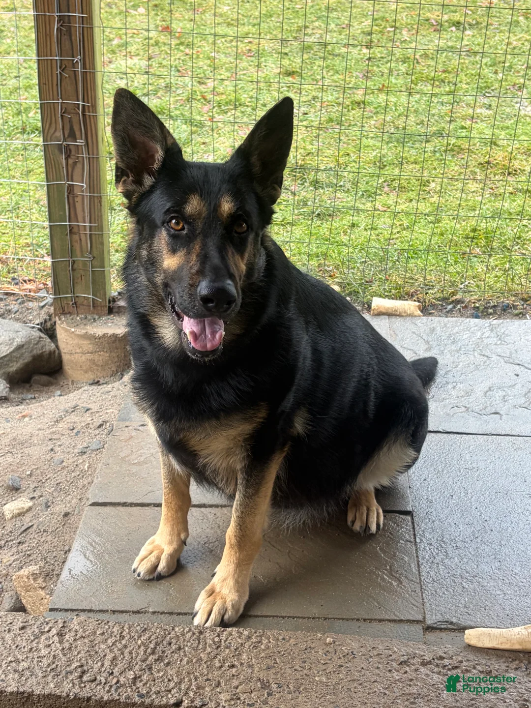 German Shepherd dogs for sale: German Shepherd Puppy 4 - Ad 14