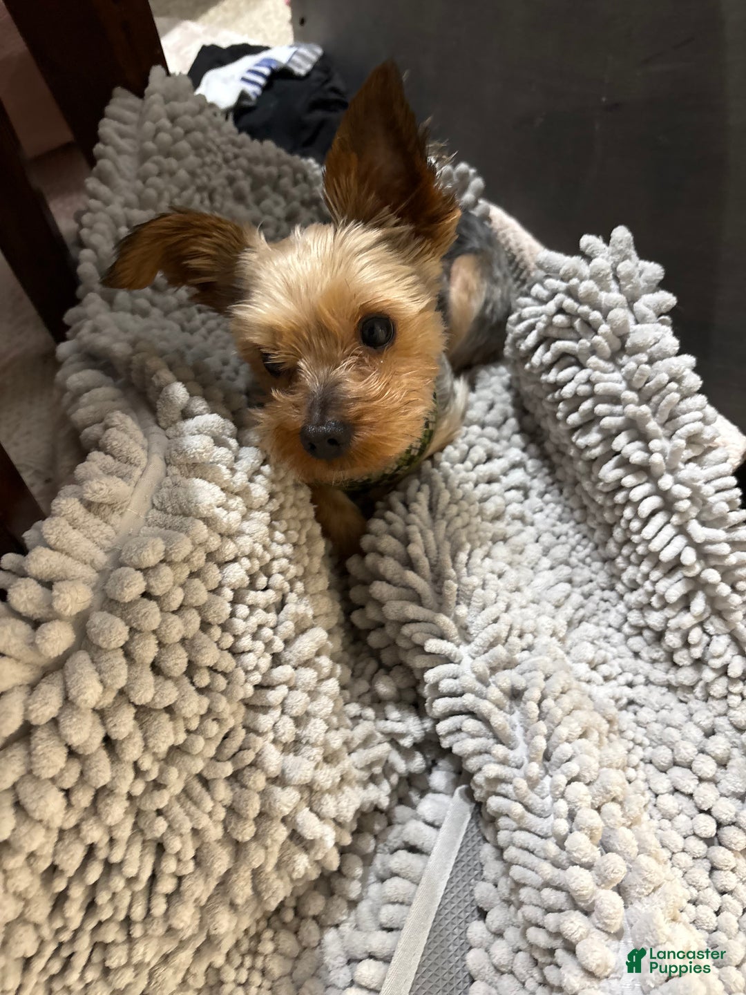 Yorkshire Terrier dogs for stud: Yorkie Stud - Ad 6