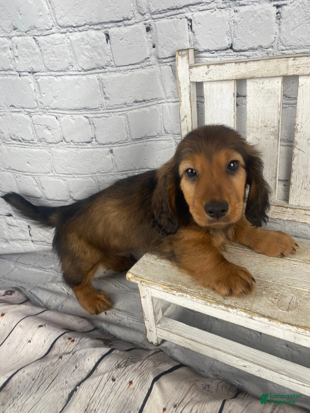Miniature Dachshund dogs for sale: Dexter - Ad 6