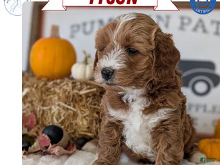 Mini Goldendoodle dogs - Ad 32