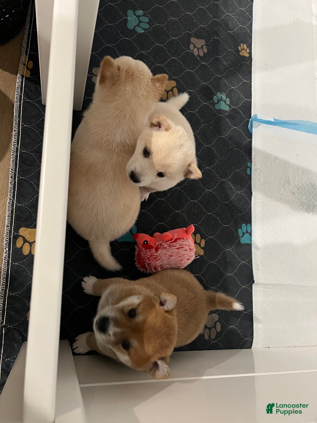Shiba Inu dogs for sale: Shiba Inu Puppy 1 - Ad 4