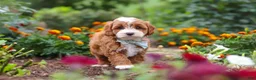 Cavapoo dogs for sale: Lane - Ad 4