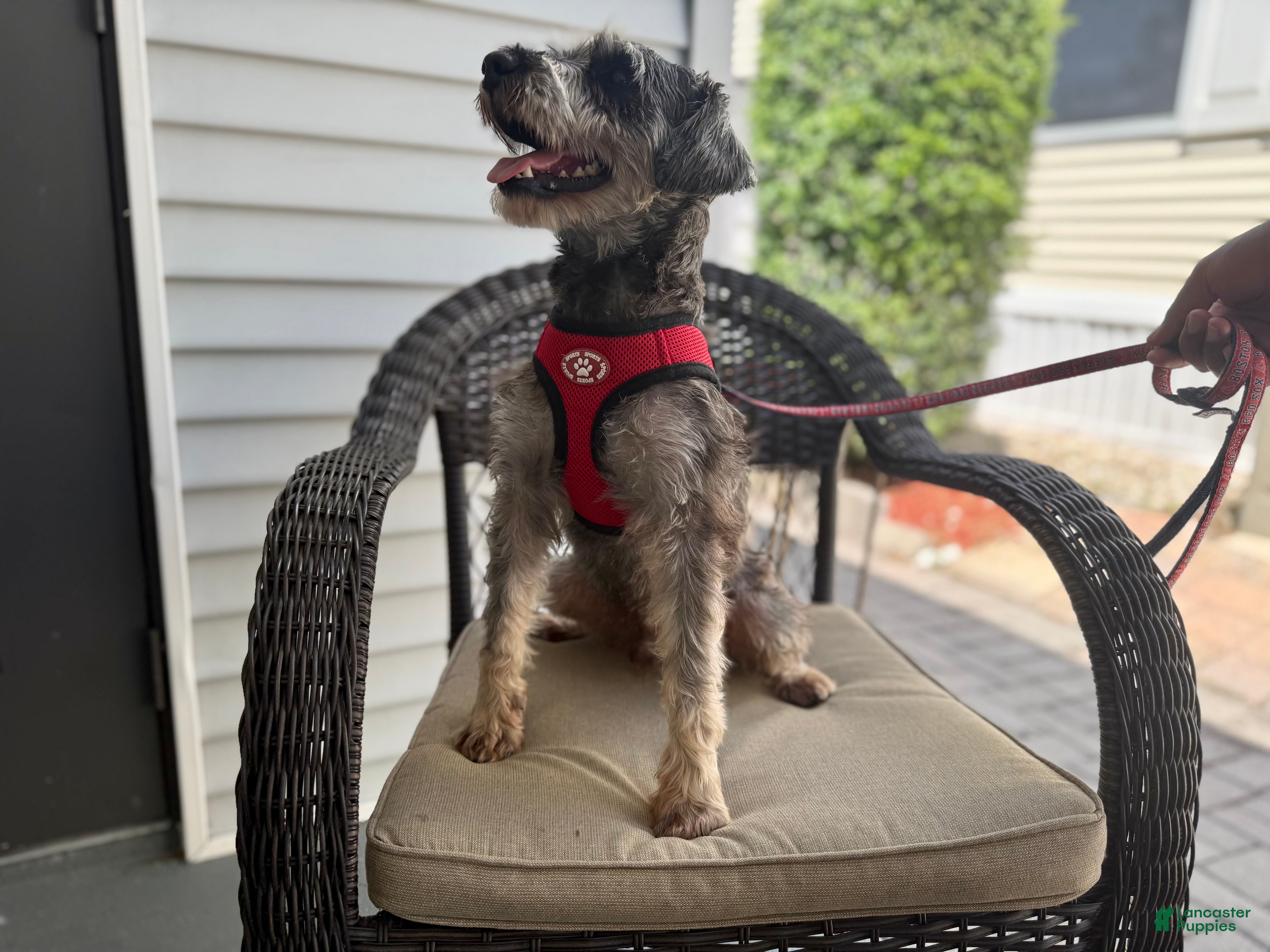 Miniature Schnauzer dogs Yoshi - Ad 1