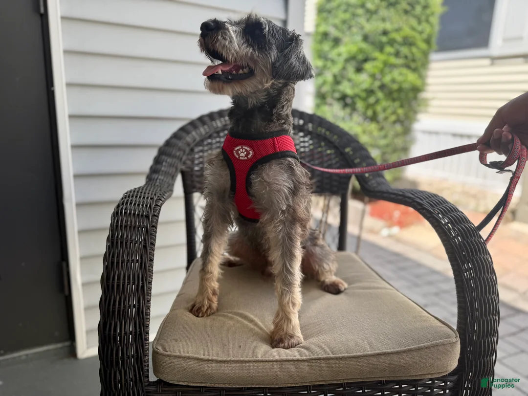 Miniature Schnauzer dogs for sale: Yoshi - Ad 1