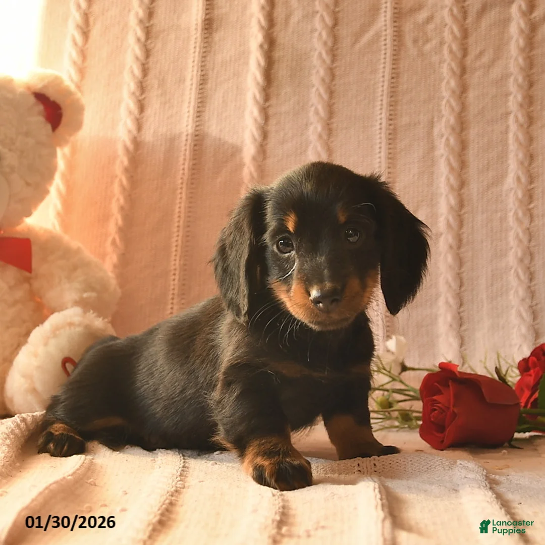 Miniature Dachshund dogs for sale: Jewel  - Ad 3