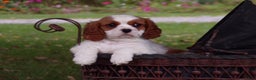 Cavalier King Charles Spaniel dogs for sale: Hugo - Ad 7