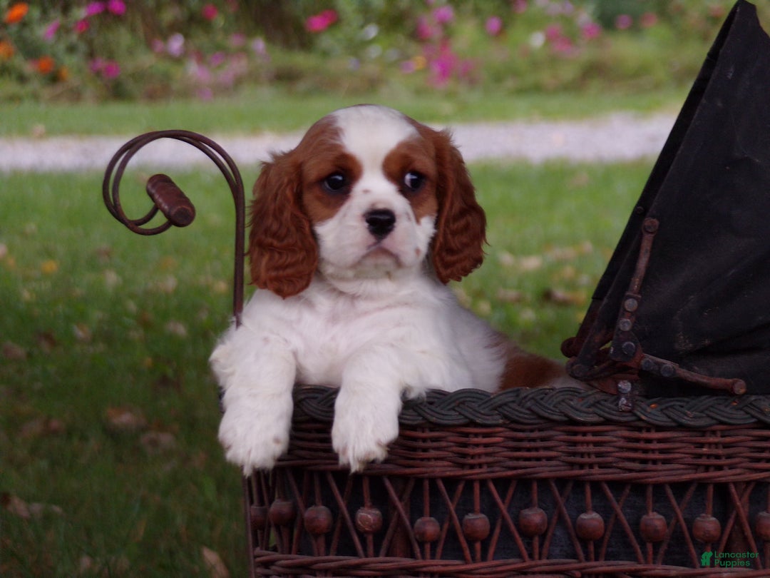 Cavalier King Charles Spaniel dogs for sale: Hugo - Ad 7