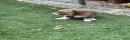 Pomsky dogs for sale: Flint - Ad 20